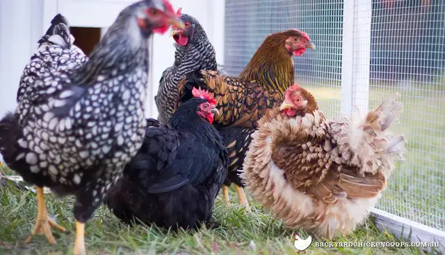 ISO Laying hens/Pullets
