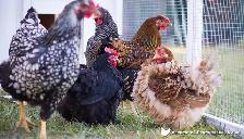 ISO Laying hens/Pullets