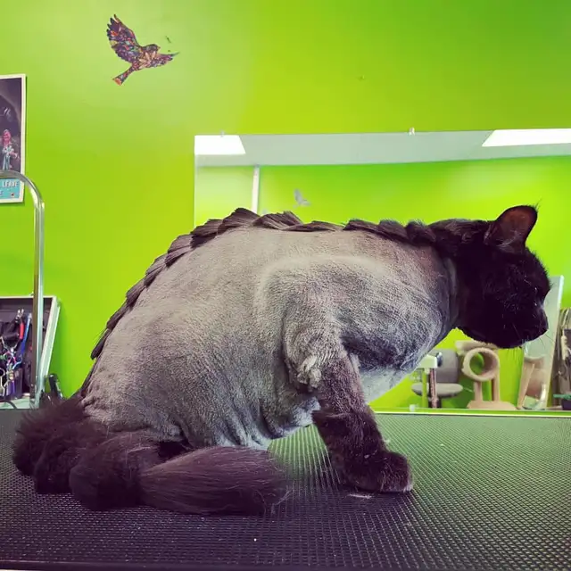 Dog and Cat Grooming appts available! - Photo 3