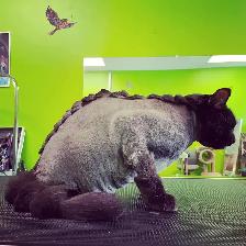 Dog and Cat Grooming appts available! - Photo 3