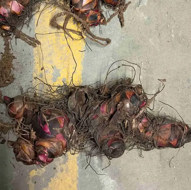 Black Knight Canna Lily Rhizomes