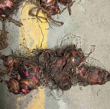 Black Knight Canna Lily Rhizomes