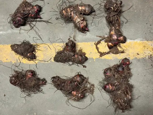 Black Knight Canna Lily Rhizomes - Photo 2