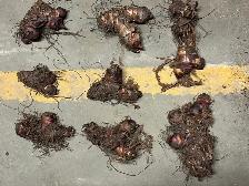 Black Knight Canna Lily Rhizomes - Photo 2