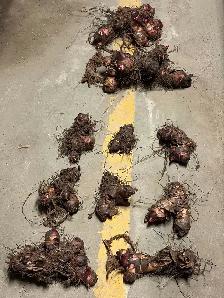 Black Knight Canna Lily Rhizomes - Photo 3