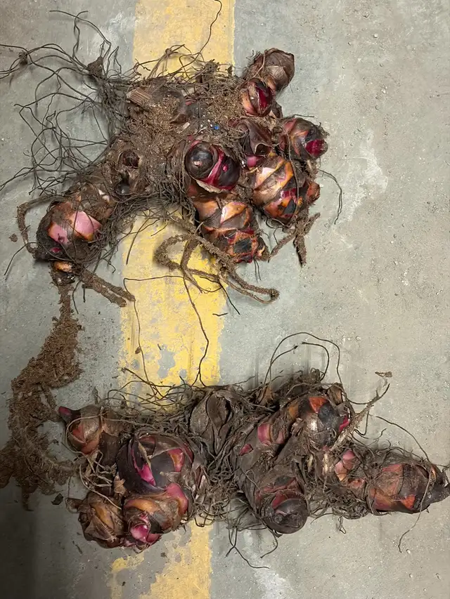 Black Knight Canna Lily Rhizomes - Photo 4