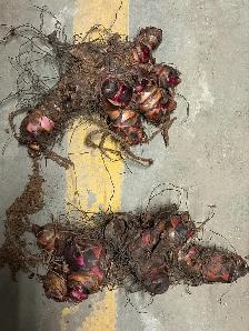 Black Knight Canna Lily Rhizomes - Photo 4