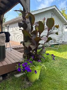 Black Knight Canna Lily Rhizomes - Photo 5