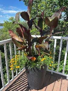 Black Knight Canna Lily Rhizomes - Photo 6