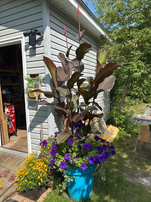 Black Knight Canna Lily Rhizomes - Photo 7