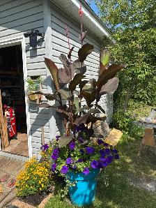 Black Knight Canna Lily Rhizomes - Photo 7