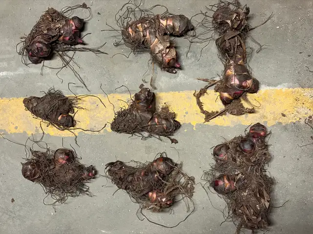 Black Knight Canna Lily Rhizomes - Photo 8