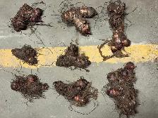 Black Knight Canna Lily Rhizomes - Photo 8