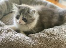 Pet Sitter, $10 Cat Longterm Boarding - Photo 2