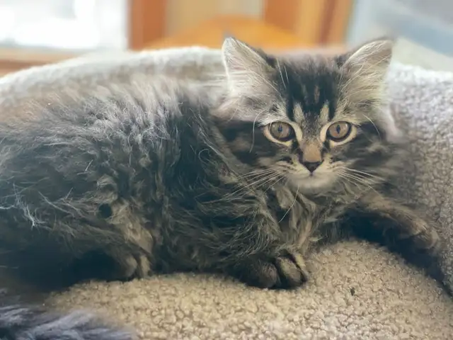 Pet Sitter, $10 Cat Longterm Boarding - Photo 5