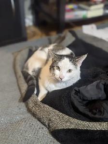 Pet Sitter, $10 Cat Longterm Boarding - Photo 6