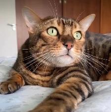 Pet Sitter, $10 Cat Longterm Boarding - Photo 7