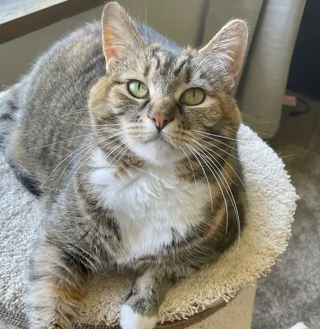 Pet Sitter, $10 Cat Longterm Boarding - Photo 10