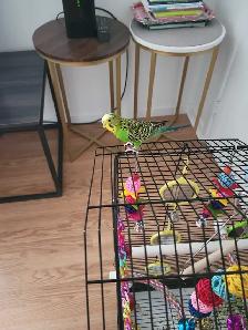 plessisville. perruche femelle à donner