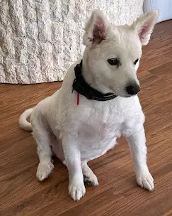 DOG BOARDING: short term/long term, day care for you pet.$55/day