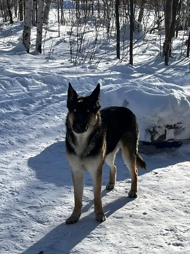 DOG BOARDING: short term/long term, day care for you pet.$55/day - Photo 2