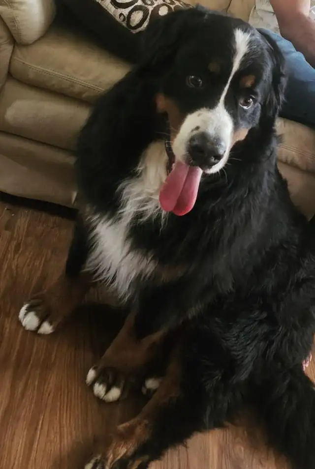 DOG BOARDING: short term/long term, day care for you pet.$55/day - Photo 3