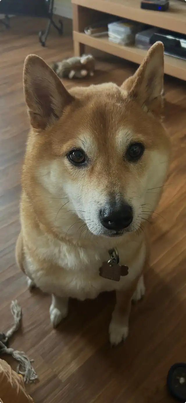 DOG BOARDING: short term/long term, day care for you pet.$55/day - Photo 4