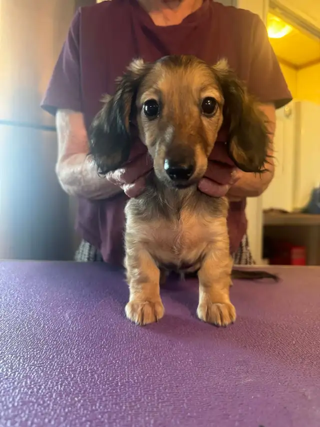 CKC Registered Long Hair Mini Dachshunds