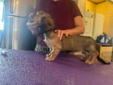CKC Registered Long Hair Mini Dachshunds - Photo 2