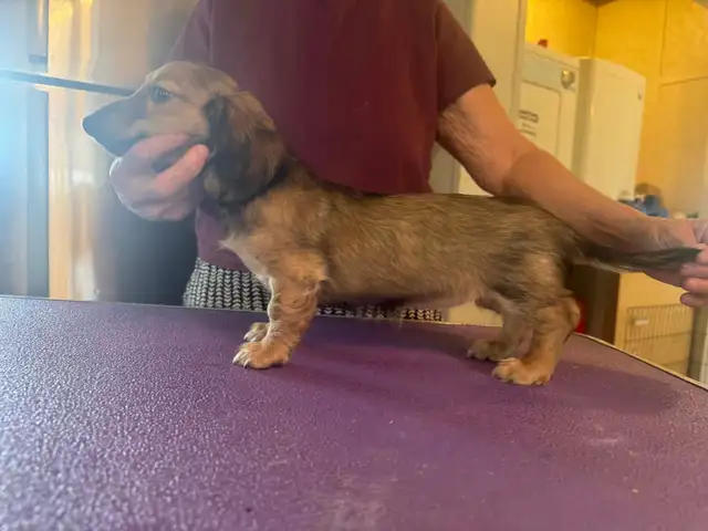 CKC Registered Long Hair Mini Dachshunds - Photo 3