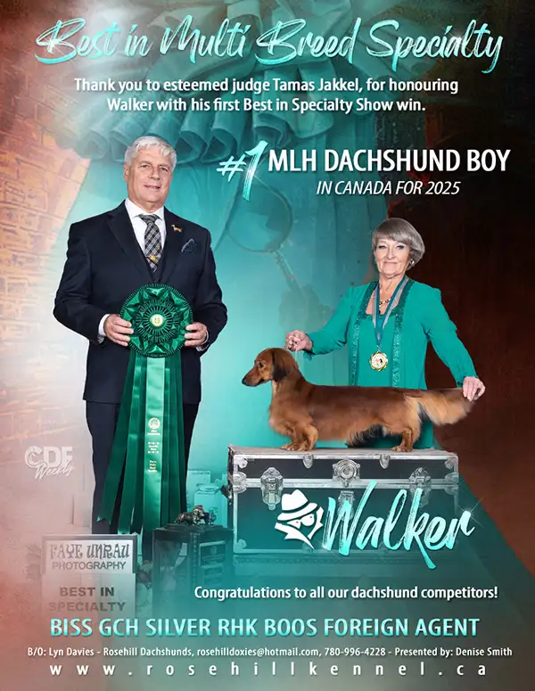 CKC Registered Long Hair Mini Dachshunds - Photo 4