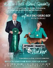 CKC Registered Long Hair Mini Dachshunds - Photo 4