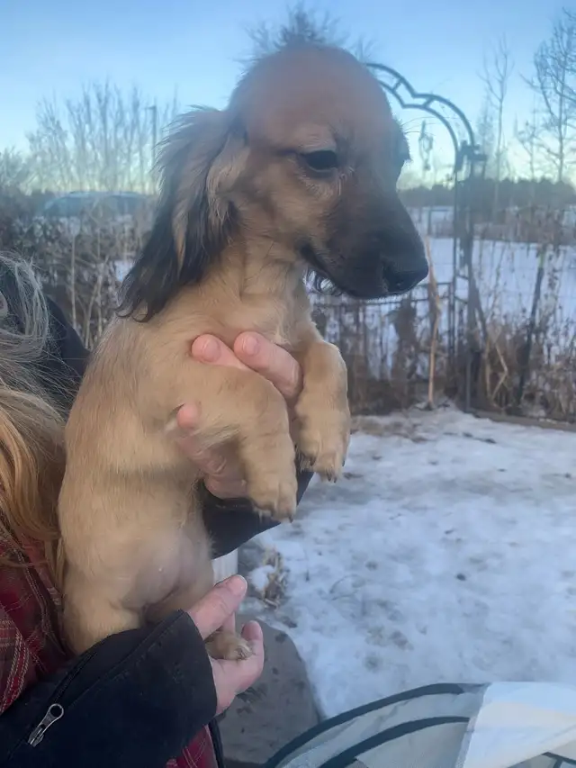 CKC Registered Long Hair Mini Dachshunds - Photo 5