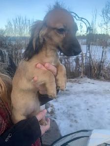 CKC Registered Long Hair Mini Dachshunds - Photo 5