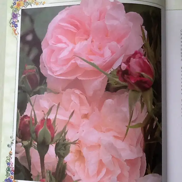 THE GARDENING YEARBOOK and one pair of gardening gloves - Photo 3