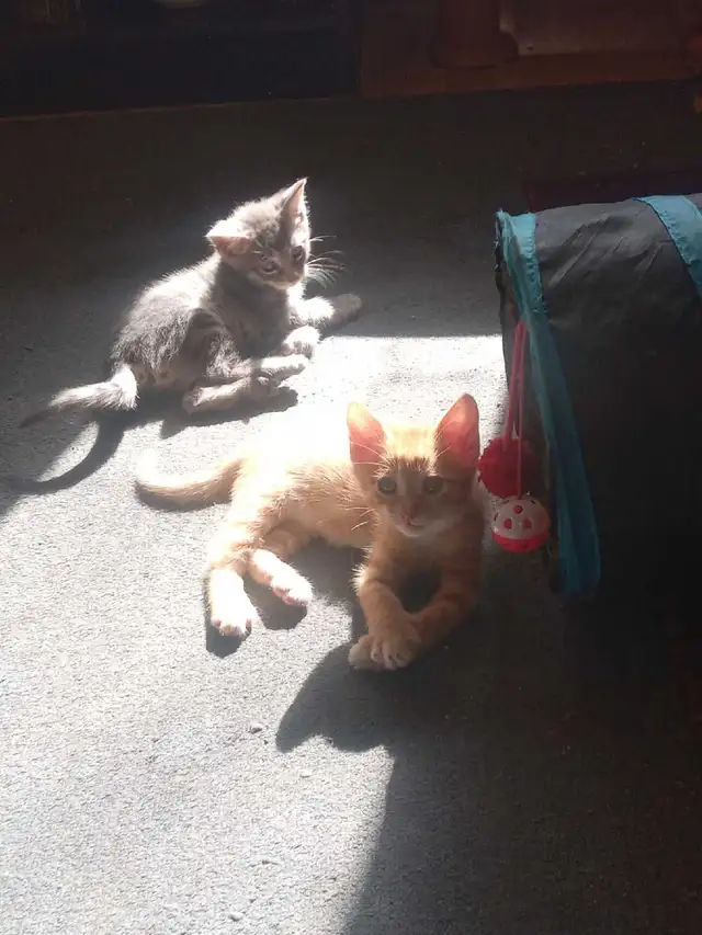 free kittens - Photo 2