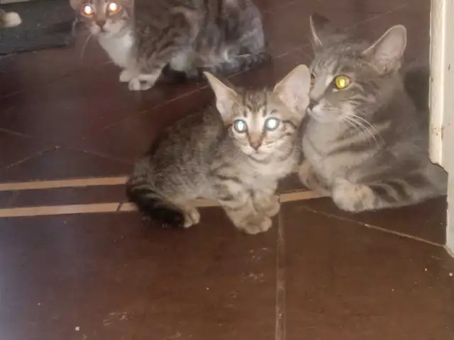 free kittens - Photo 3