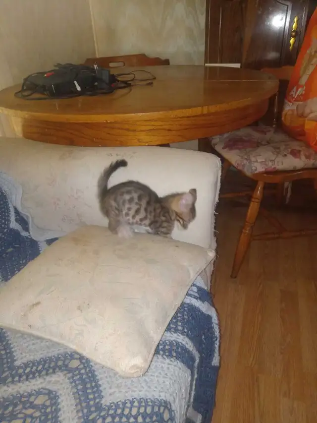 free kittens - Photo 5