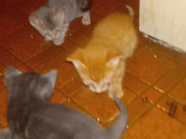 free kittens - Photo 6