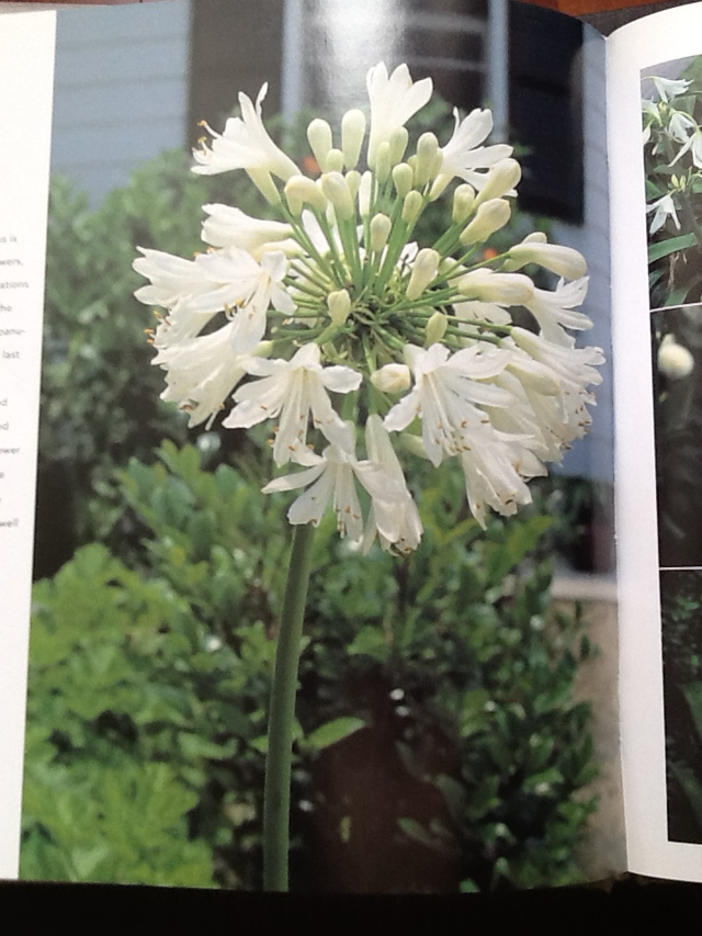 THE COLOR GARDEN  - WHITE – Hardcover and one FREE - Photo 3