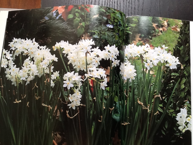 THE COLOR GARDEN  - WHITE – Hardcover and one FREE - Photo 6
