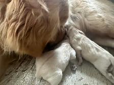 CKC Registered Golden Retrievers!