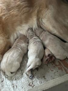 CKC Registered Golden Retrievers! - Photo 2