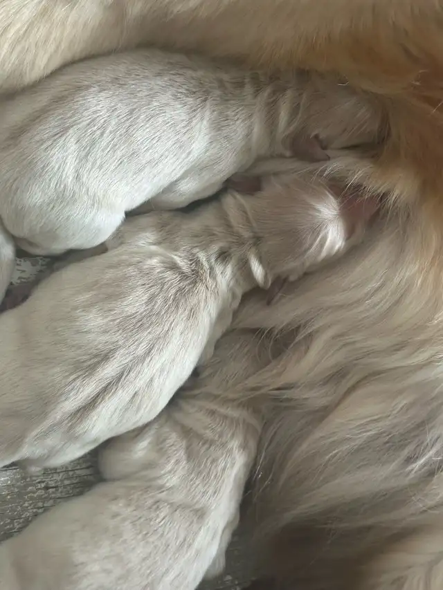 CKC Registered Golden Retrievers! - Photo 3