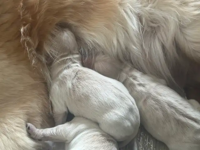 CKC Registered Golden Retrievers! - Photo 5