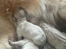 CKC Registered Golden Retrievers! - Photo 5