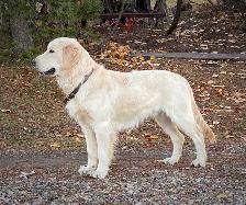 CKC Registered Golden Retrievers! - Photo 7