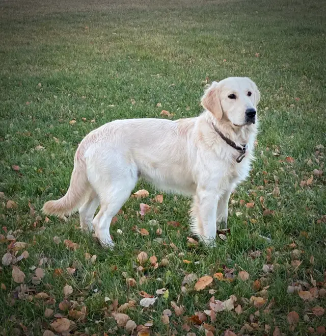CKC Registered Golden Retrievers! - Photo 8