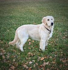 CKC Registered Golden Retrievers! - Photo 8