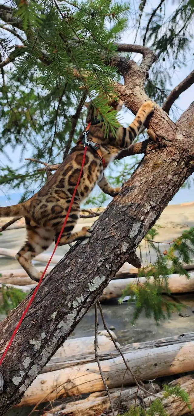Bengal Kittens (Rosettes on Gold) TICA registration